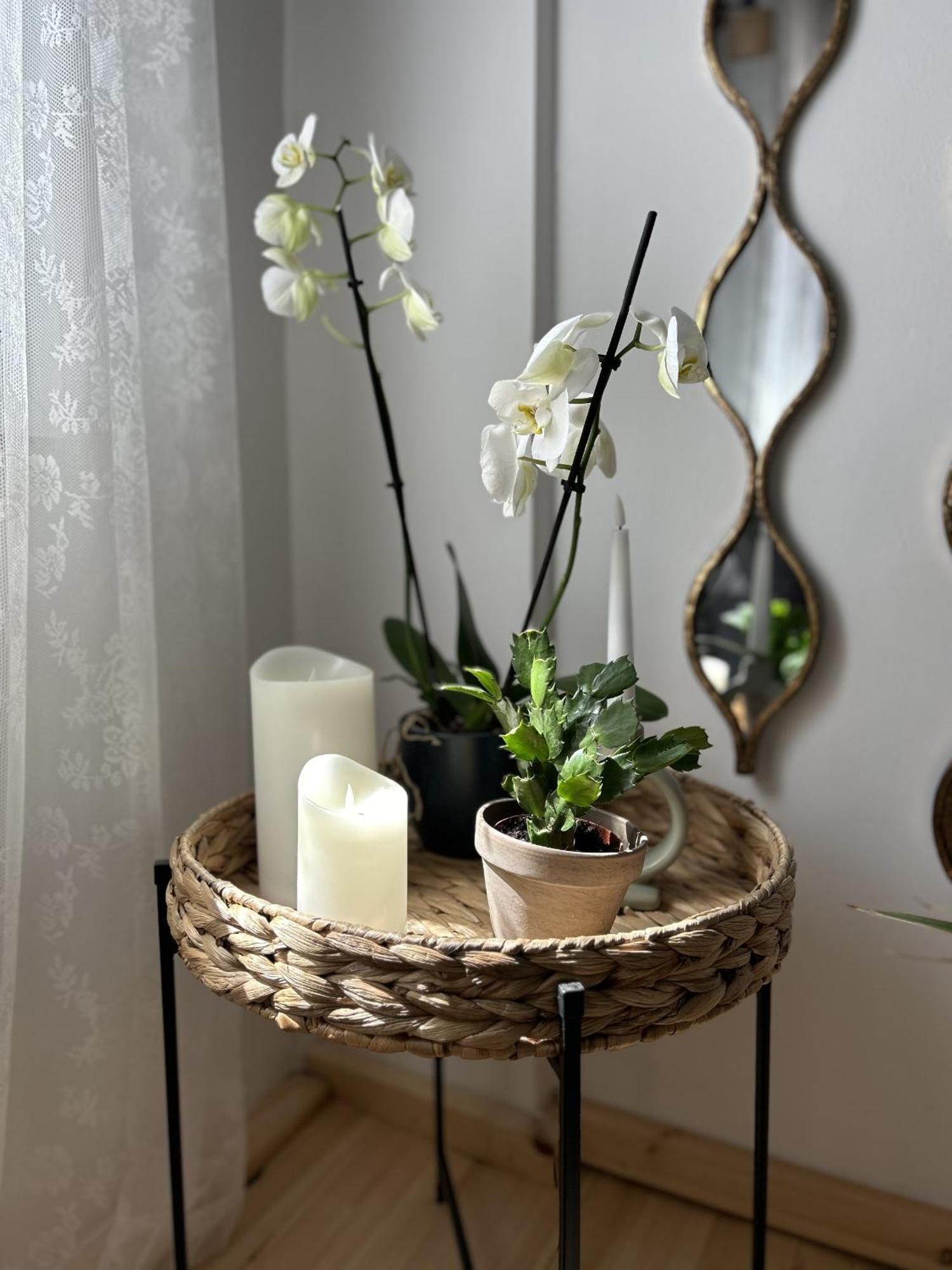 Apartment Homefeel2024